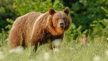 На Аляске выбрали самого толстого медведя