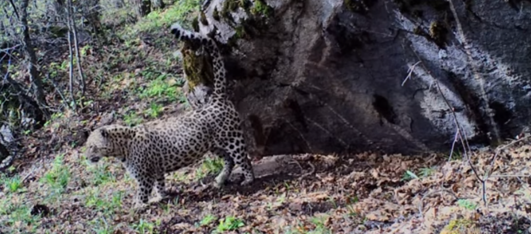 Caucasian leopard spotted in Zangezur Biosphere Complex