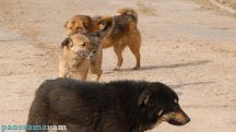 Elderly woman killed by dog in Armenian village