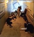 Во Франции девушки избили побеспокоивших их турецких парней