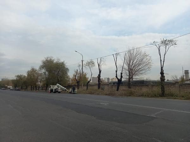 Երևանում այսօր իրականացվող աշնանային էտն այլանդակելու, դեֆորմացնելու է ծառերը․ մասնագետ