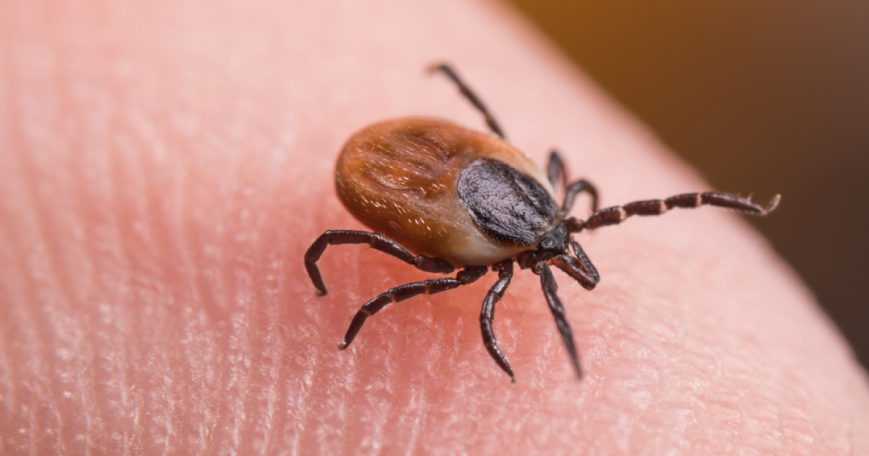 Armenia reports 25 Lyme disease cases in nine months