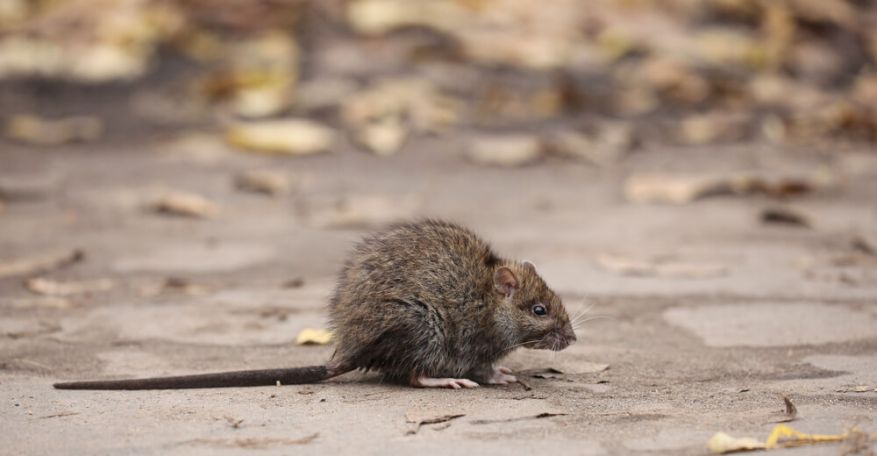 Azerbaijan uses rats in demining operations in Aghdam