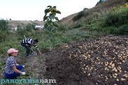 Հայաստանում արտադրվող կարտոֆիլի 30 տոկոսը թափվում է. Գյուղատնտես