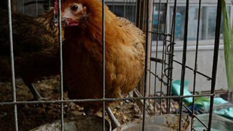 World's first H5N6 bird flu death reported in China