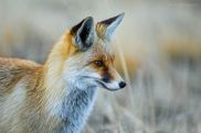 Fox caught on camera in Arpa Protected Landscape