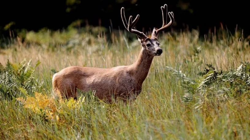 Scientist fears 'Zombie deer disease' could spread to humans