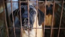 South Korea passes law to ban dog meat trade