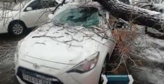 ЧП в центре Еревана: упавшее дерево повредило несколько автомобилей