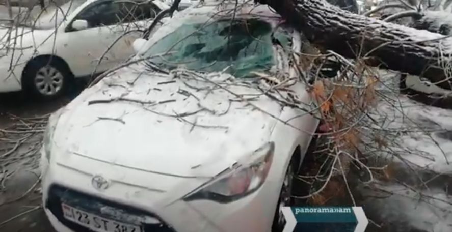 ЧП в центре Еревана: упавшее дерево повредило несколько автомобилей