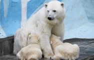 У пары белых медведей в Якутском зоопарке родилась двойня