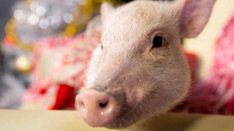 Customers enjoy cuddling with pigs at trendy Japanese cafés