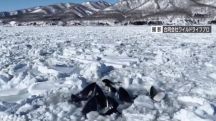 Япония: стая косаток, вероятно, смогла вырваться из ледяного плена у острова Хоккайдо