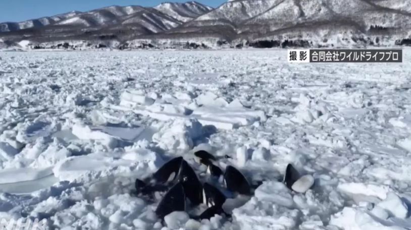 Pod of orcas seen trapped by sea ice in Japan believed to be free