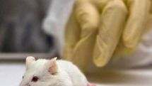 New blood 'recharges old brain', mouse study suggests