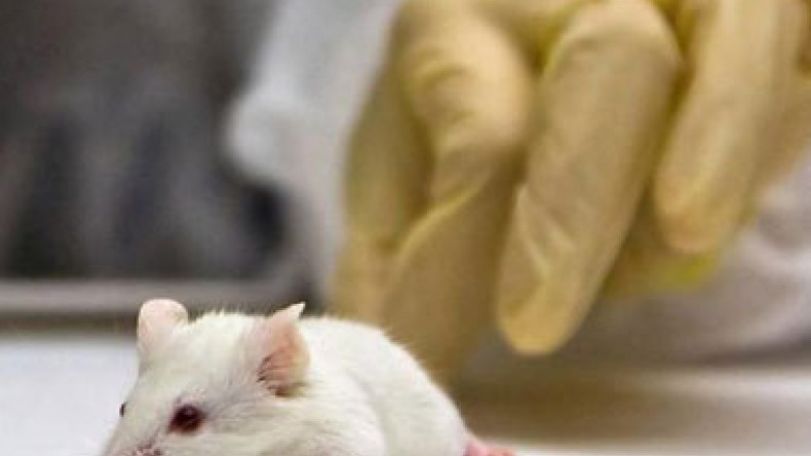 New blood 'recharges old brain', mouse study suggests