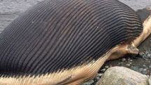 Canada museum to take 'exploding' whale corpses