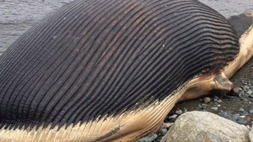 Canada museum to take 'exploding' whale corpses