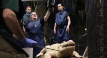 70 coins pulled from white alligator's stomach at US zoo
