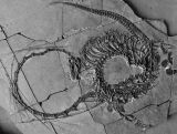 Scientists announce discovery of 240 million year-old 'dragon' fossil