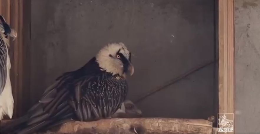 Yerevan Zoo has new resident