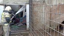Более 200 экзотических обитателей зоопарка в Евпатории погибли в результате пожара