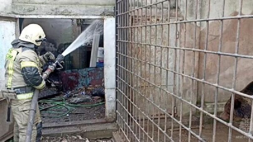 Более 200 экзотических обитателей зоопарка в Евпатории погибли в результате пожара